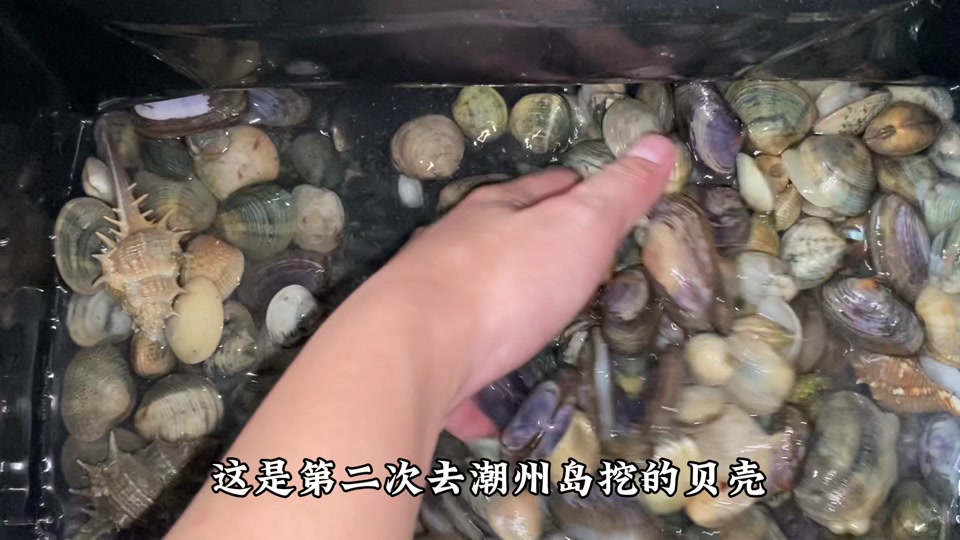 赶海玩游戏_苹果手机真实赶海游戏视频_赶海王内购破解版ios